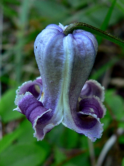 {Clematis socialis}